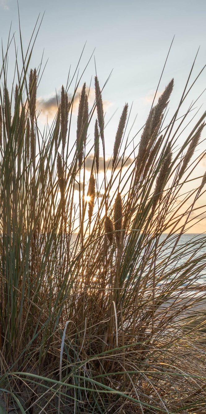 die Abendsonne scheint durch den Strandhafer